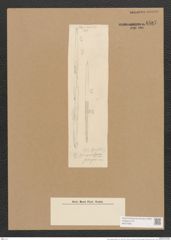 Homoeocladia pungens Grun. (de-Toni-Nr.: Genus 48, Species 2192) Zeichnungen Sammlung Grunow Nr. 4587 (NHMW-BOT-W0372601)